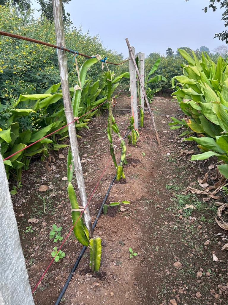 Natural grains grown on Apna Anaj farms